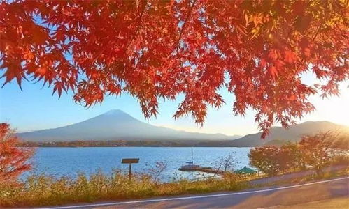 琦枫：瑰宝璀璨，  枫叶飘香