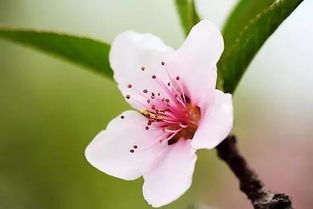 1. 桃花：春天的信使
