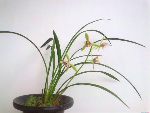 南方兰花浇水的正确方法,适合在南方种植的兰花