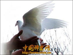 放生养殖的风水禁忌,放生养殖的风水禁忌