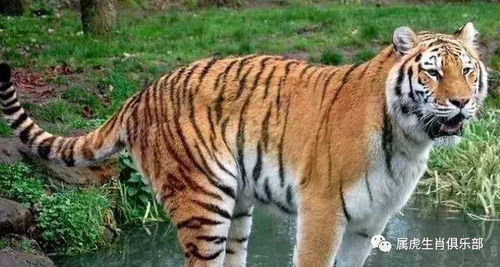 属虎家里风水布置吉祥物,属虎家里风水布置吉祥