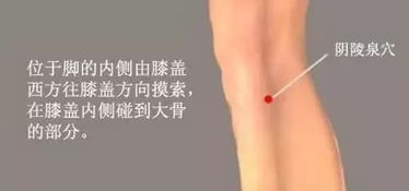 阴陵泉穴：小腿内侧的祛湿利器