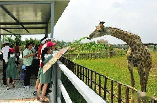 带娃去动物园的惊天秘密：2026年黄历显示这天最吉利！