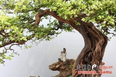男孩八字缺木怎么起名？树木茂盛寓意名字推荐