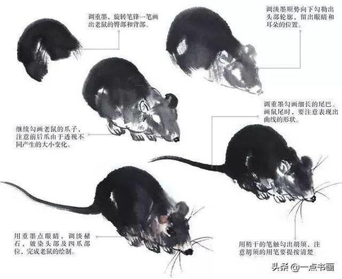 二、贼眉鼠眼的老鼠和《德行经》