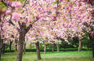 一、 樱花之约——春日京都的混沌浪漫