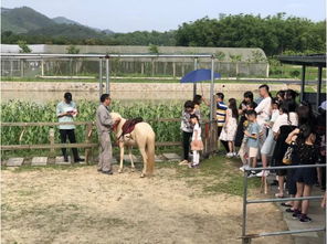 广州周边那一些看似普通却能让你“嗨到飞起”的骑马地点