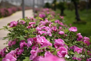 四、 公园特色：月季园、桃花园、牡丹园，应有尽有