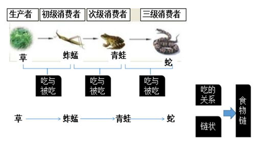 生肖属性与植物偏好：从鼠到猪的微妙映射