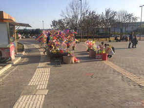 浐灞湿地：城市里的秘密花园