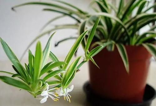 天地之气与甲醛的混沌博弈：室内植物的玄学净化论