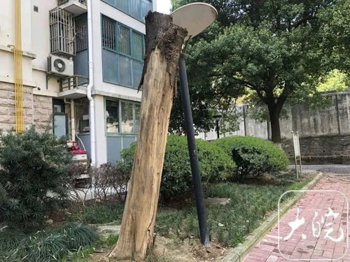 重新补栽， 新希望