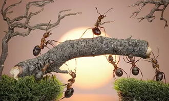 星座生肖玄学：蚂蚁最爱欺负这些人！