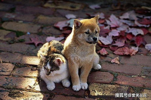 属狗人属相配对指南具体是什么意思？