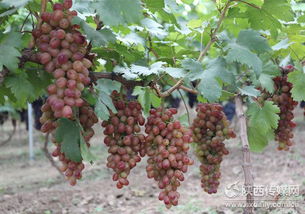 国庆期间到底去哪儿嗨？邢台葡萄园亲子采摘大揭秘！