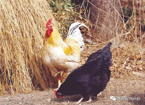 属虎鸡年男女八字合不合适？属虎鸡几月出生的人运势最佳？