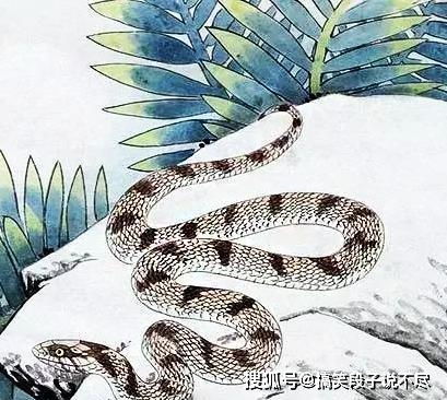 鼠：财运亨通，猪：事业攀升？十二生肖谁将脱颖而出？