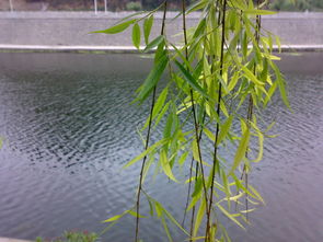 绿柳成荫对应哪个生肖？