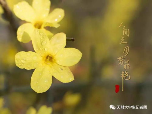 红情绿意所指的生肖是哪个？