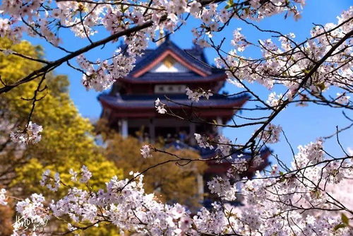 三、 浪漫邂逅：在樱花树下许下愿望，或着只是发呆