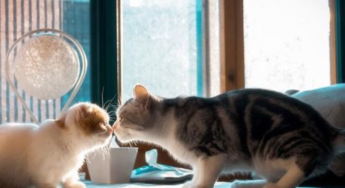 猫咪的复仇：挠你没商量