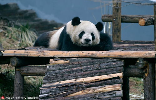 Panda Cafe（咖啡厅）— “咖啡里加点‘野味’？”