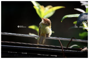早上窗前鸟叫，这静静的鸟鸣声，究竟预示着是吉祥还是不祥呢？