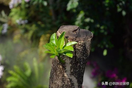 一、 枯木逢春——生较长之名的无厘头追寻