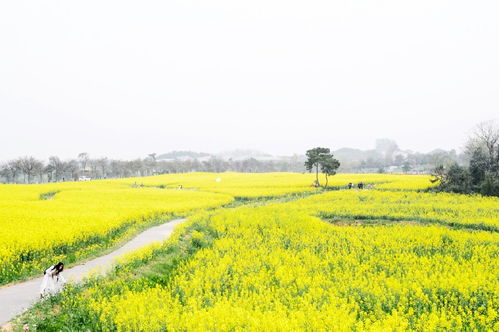 顺义杨榆村——城区中心隐藏版“星空较小屋”!!!