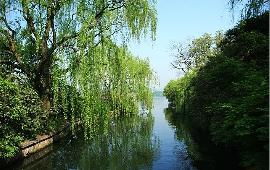 2. 苏堤春晓——“柳絮飞舞”真的飞吗？