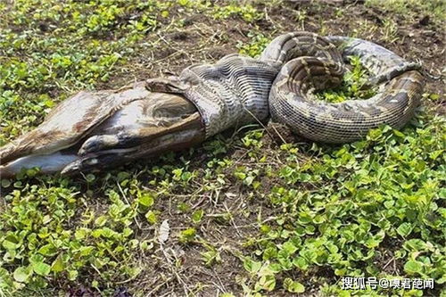 梦见大蟒蛇吃人预示着什么女性解梦有何特殊含义？