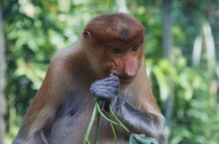 属猴的人：机灵鬼也会犯糊涂