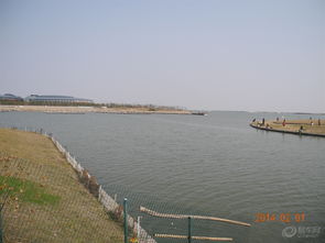 三、 上海滨海森林——城市里的原始森林（其实是人工造林）