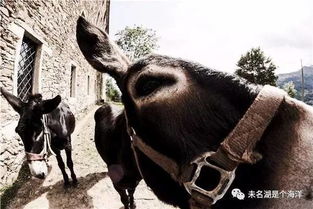 老黄牛：三棍子打不出个屁