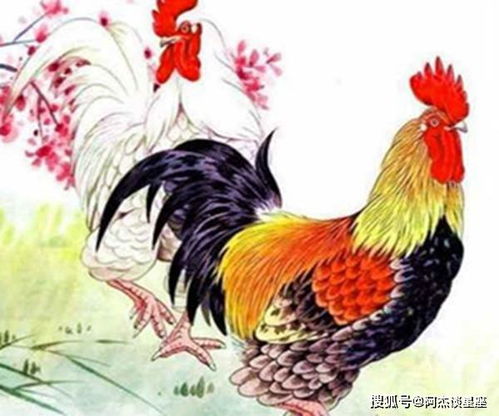 69年属鸡男与74年属虎女财运如何分析？