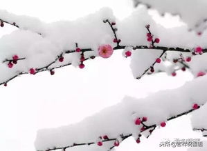 梅花算命大法：2026年能不能当上先进工作者？笑死！