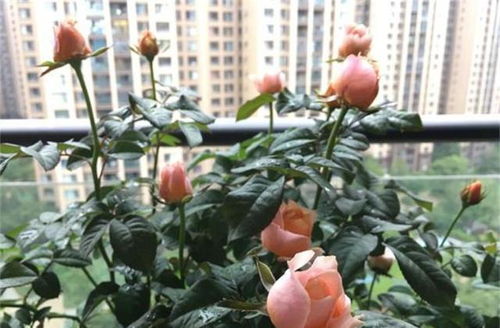 花卉养殖投资大吗,花卉养殖户