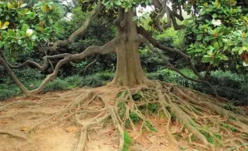 室内枯树风水如何处理？屋后有死树对风水有影响吗？