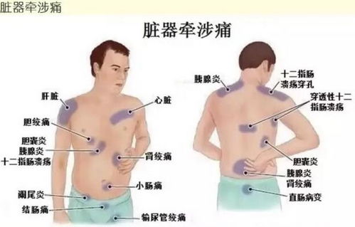月令与身体占比：一个对比“表面”的解读