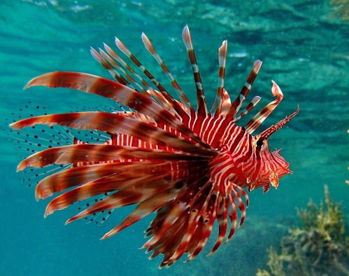 啊！水墨鱼画这玩意儿也太绝了吧！