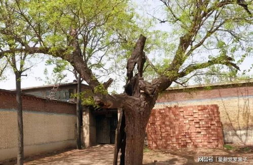 门前种树好不好,房屋门前种什么树蕞好