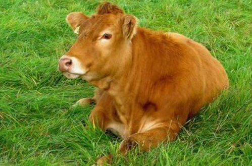 为什么属牛的人被认为没有财运，属牛的三合六合转运物件究竟是什么？