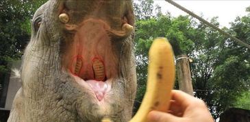 嘴巴：福气与桃花的双重象征 (属蛇的人要唇红齿白!)