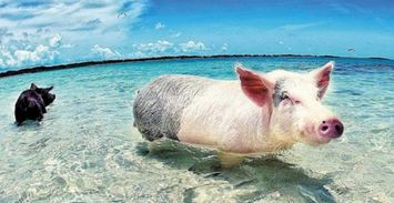 震惊！这种猪蹄竟然能让你2026年桃花运爆棚？