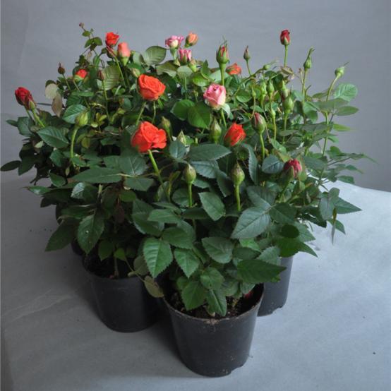 家中养月季花风水讲究,家中养月季花风水讲究