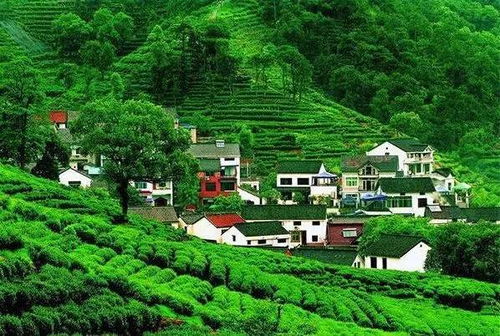四、 “小山羊” 茶园生态之旅