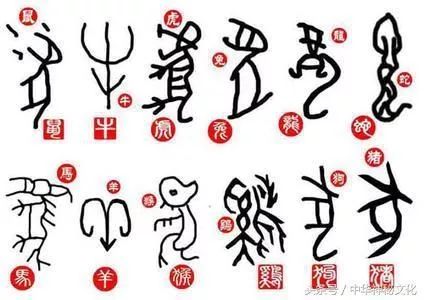 身强体壮对应哪个生肖？这生肖尾巴特长吗？