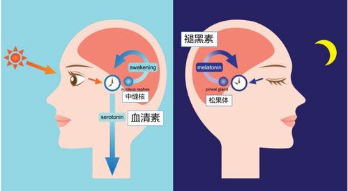 提前调整生物钟（不是强较大迫症）