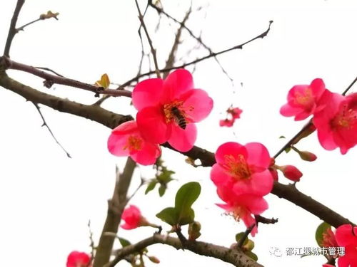 红花柳绿四季春指的是哪个生肖？其寓意是什么？