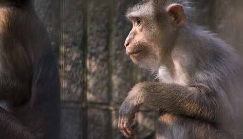 属猴人七月爱情运势和明日运势分别如何？